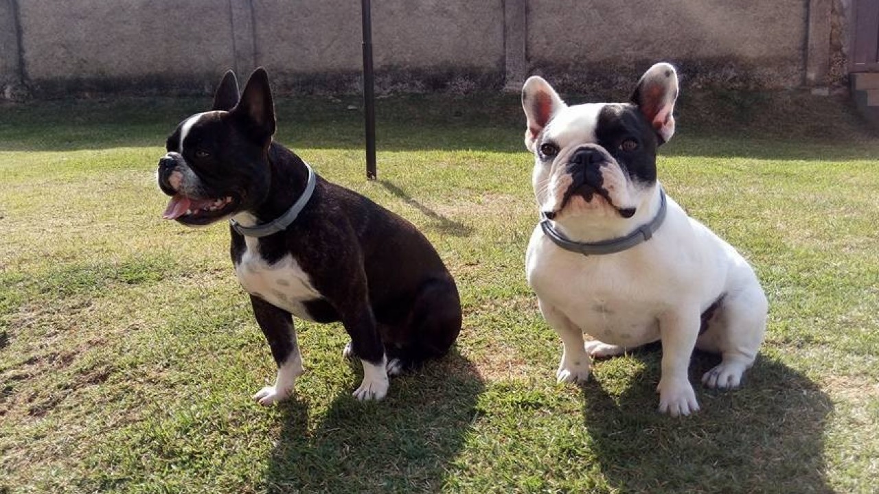 Foto: Obesidade em cães e gatos