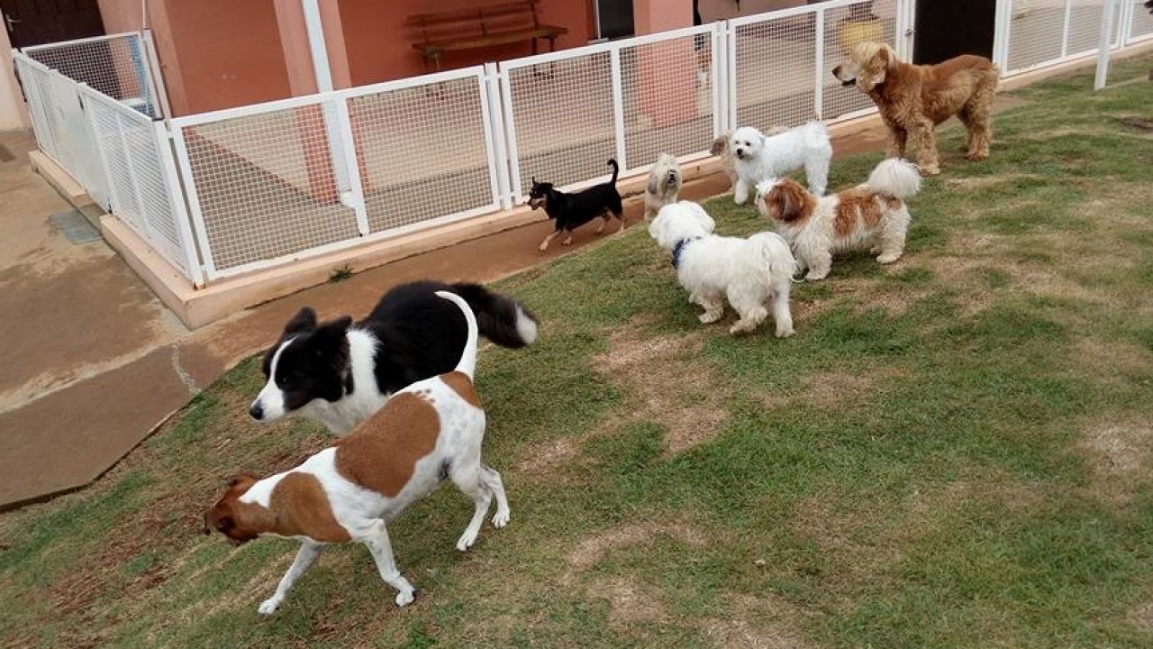 Foto: Erros que cometemos com os cães