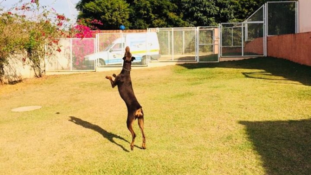 Foto: Qual raça canina é mais inteligente?