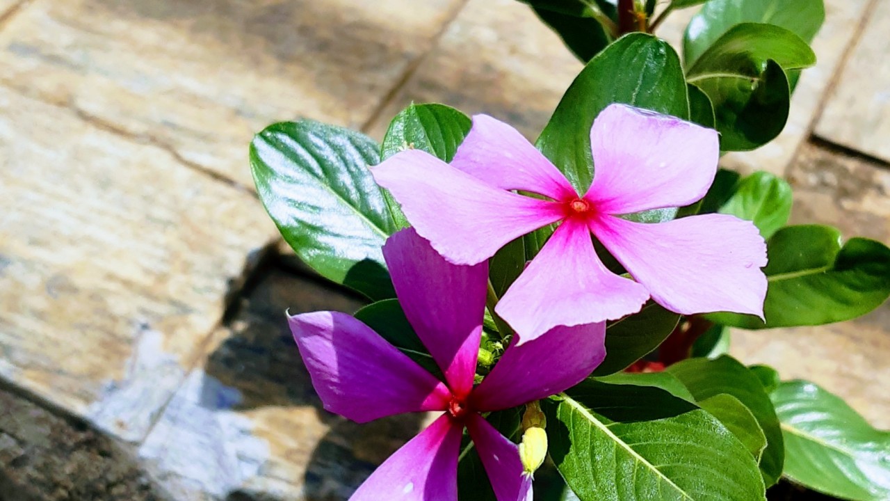 Foto: Superação e beleza