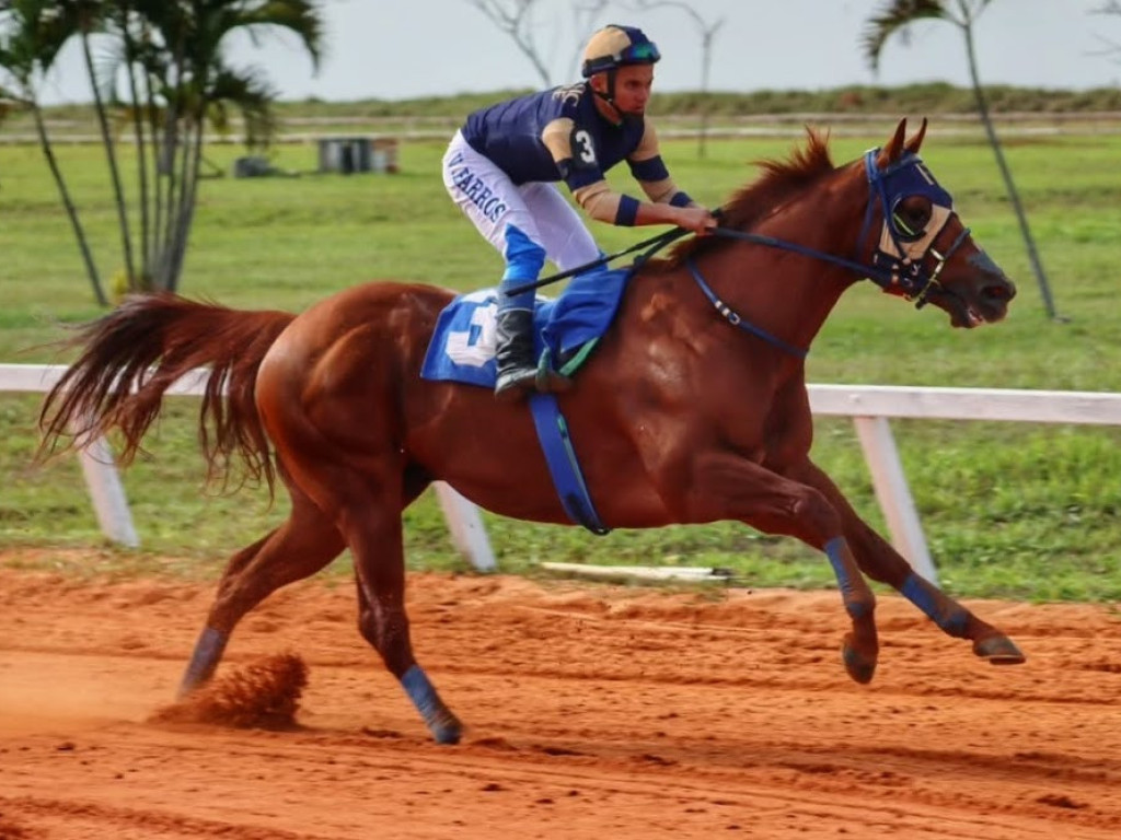 Foto: Sou cavalo de Corrida