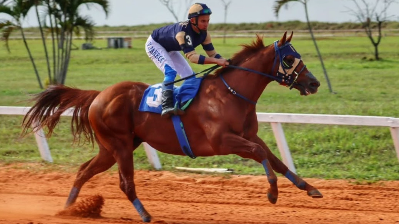 Foto: Sou cavalo de Corrida