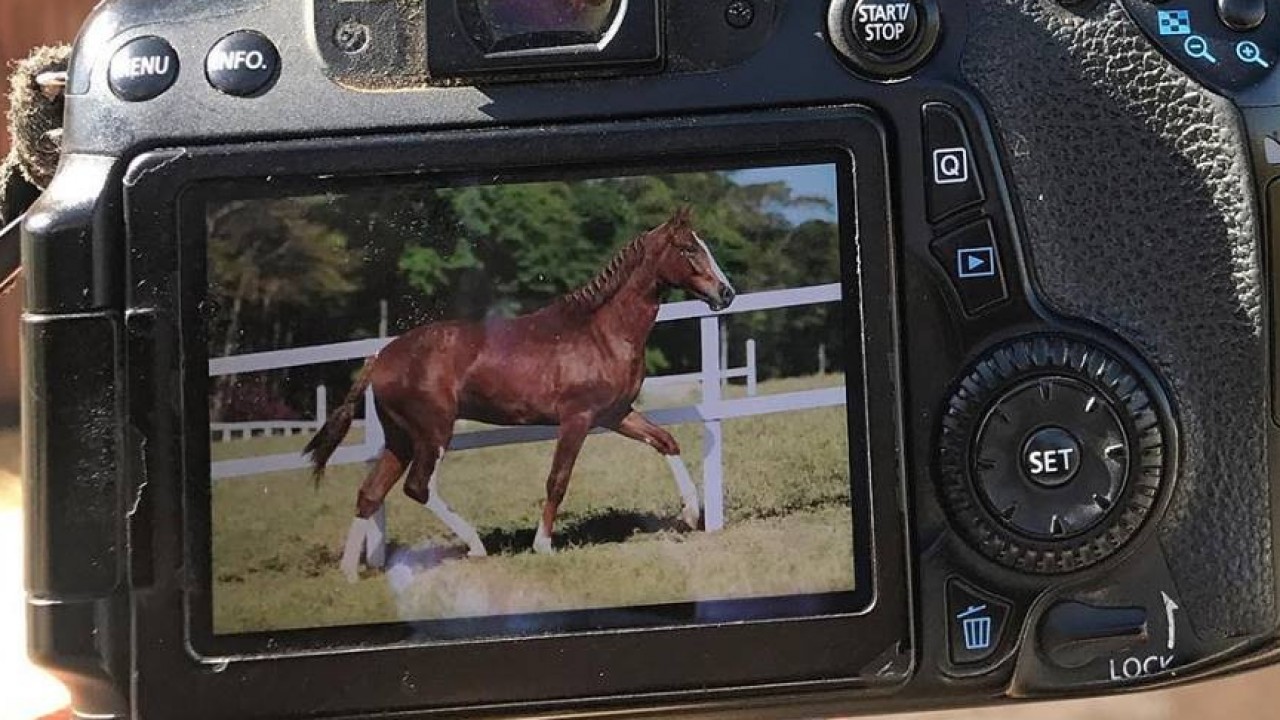 Foto: A arte de fotografar cavalos