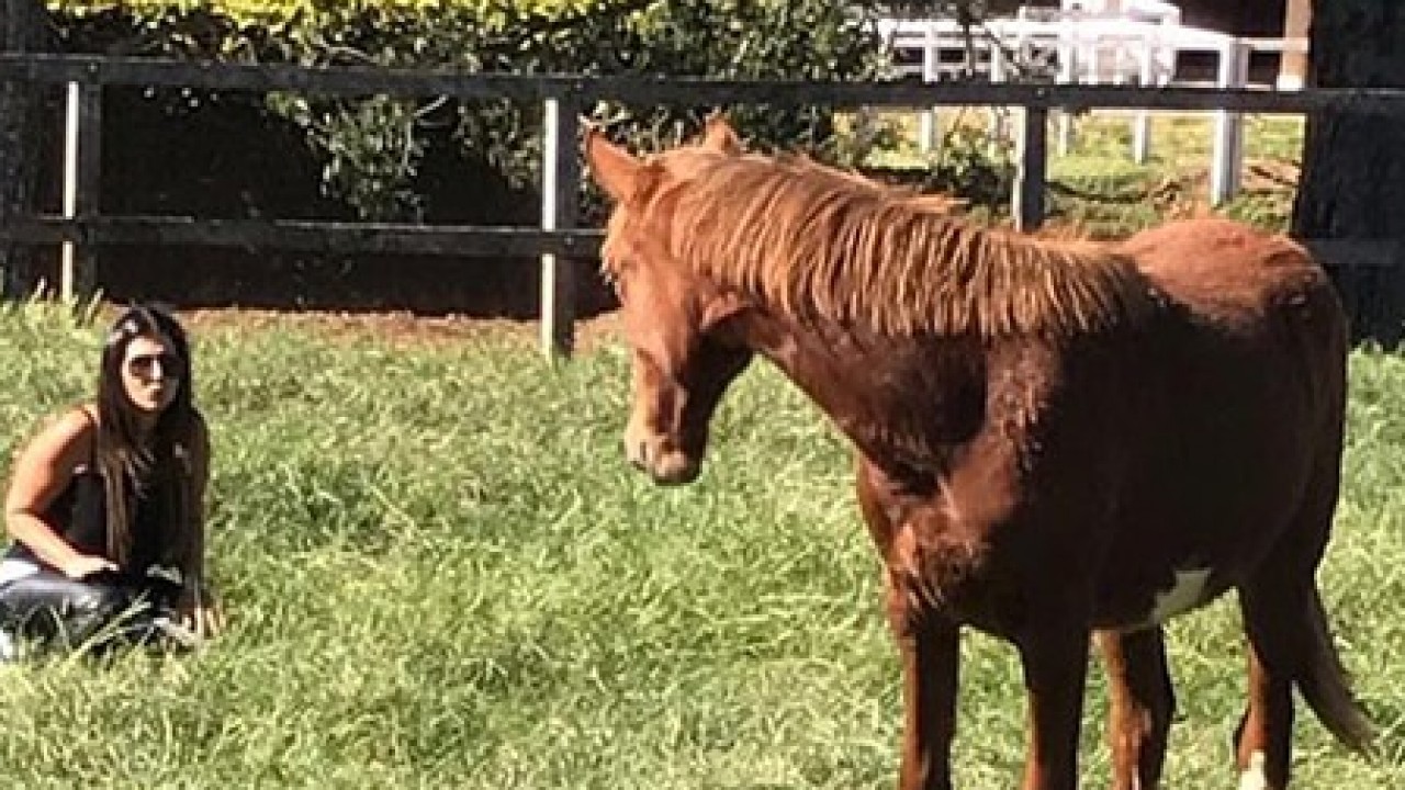 Foto: A memória do cavalo