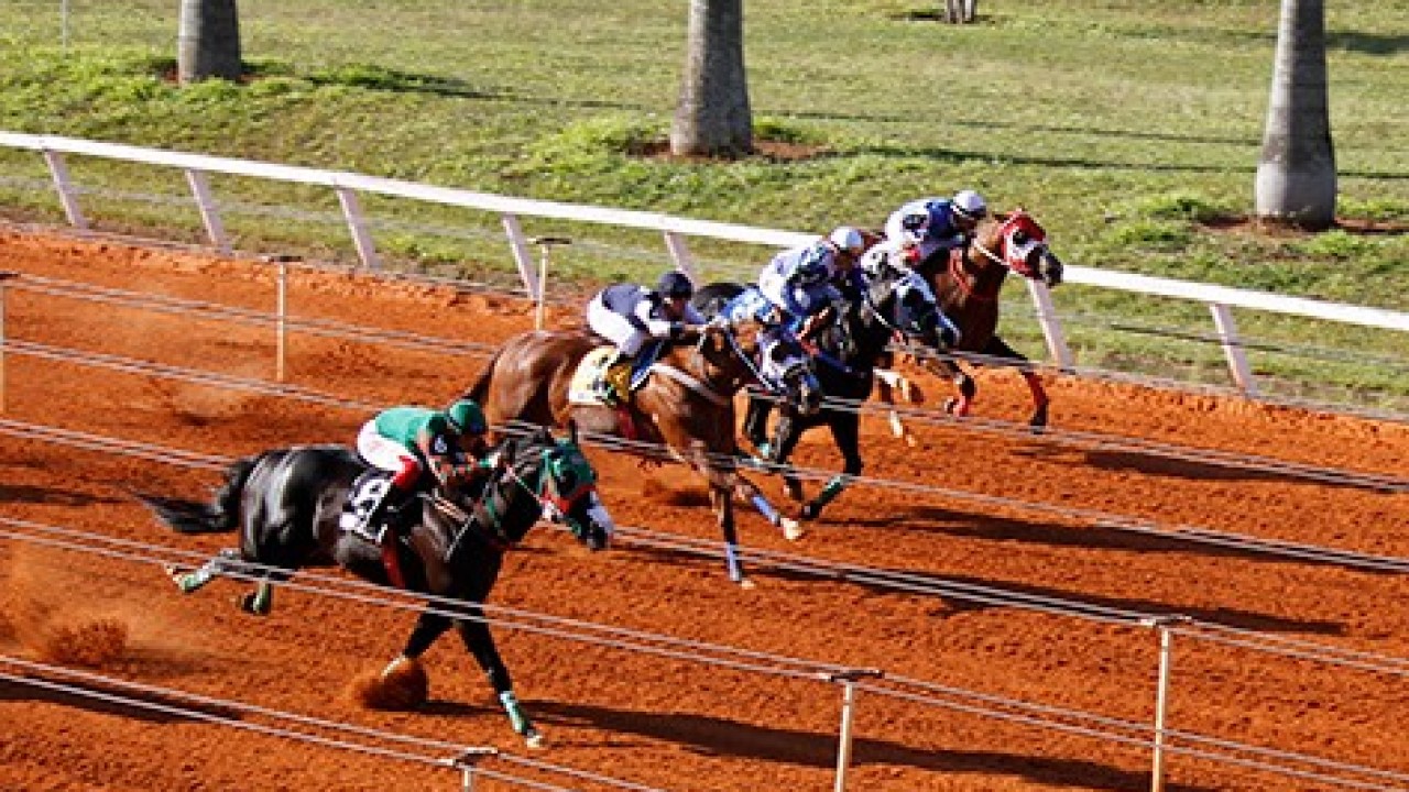 Foto: Quanto custa um potro de Corrida?