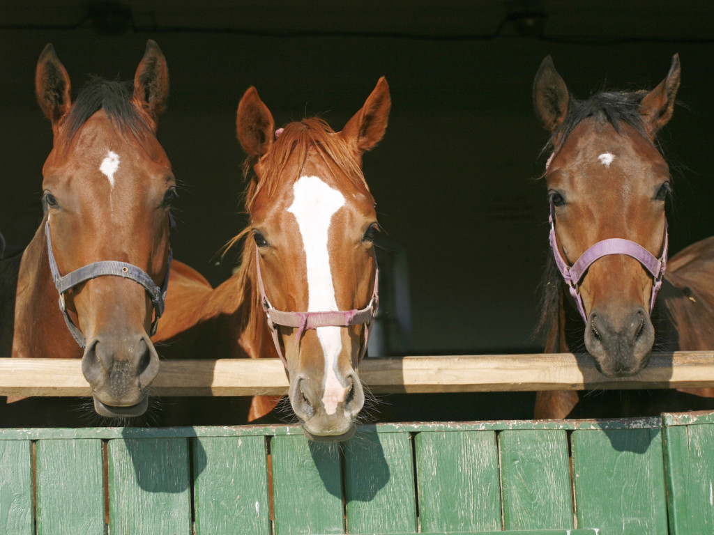 Foto: As caracter&iacute;sticas dos cavalos