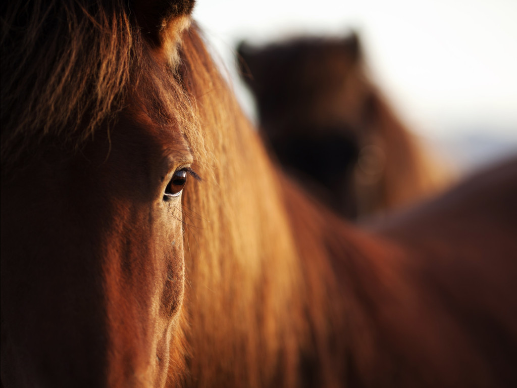 Foto: O seu cavalo sem dor