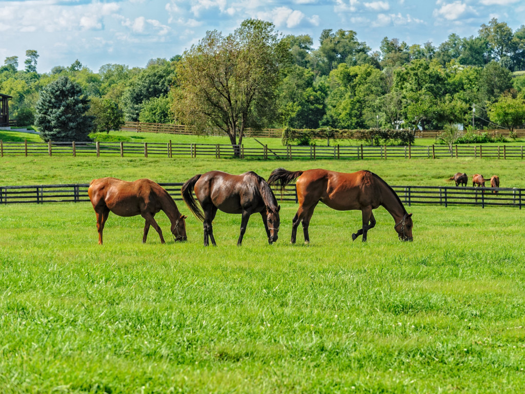 Foto: Controle de verminoses nos cavalos