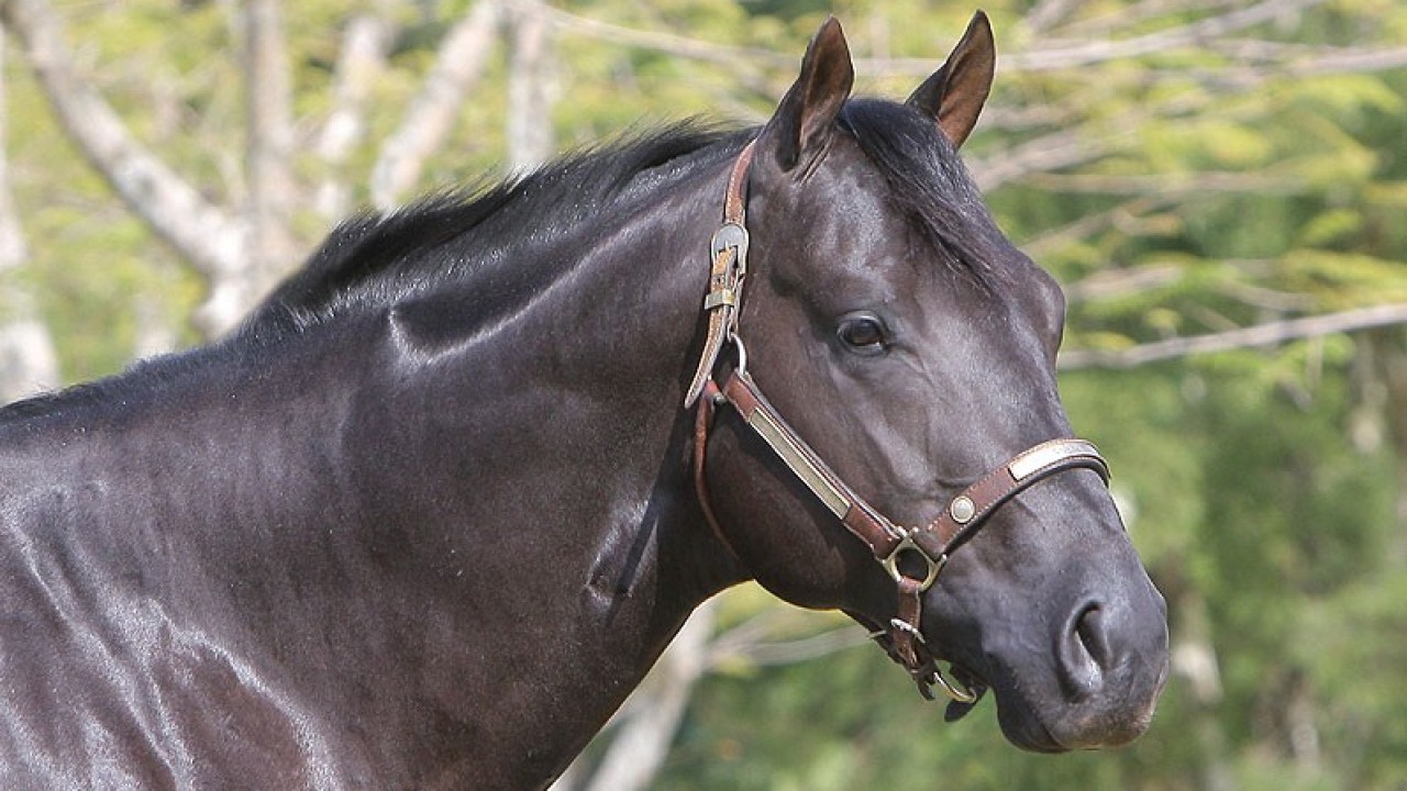 Foto: Oito curiosidades sobre cavalos