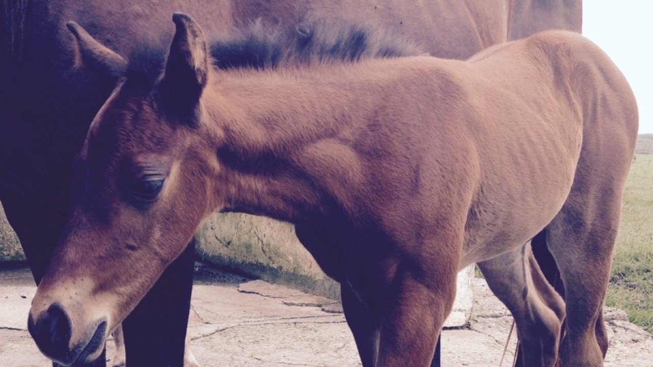 Foto: Arma contra o "Rhodococcus equi"