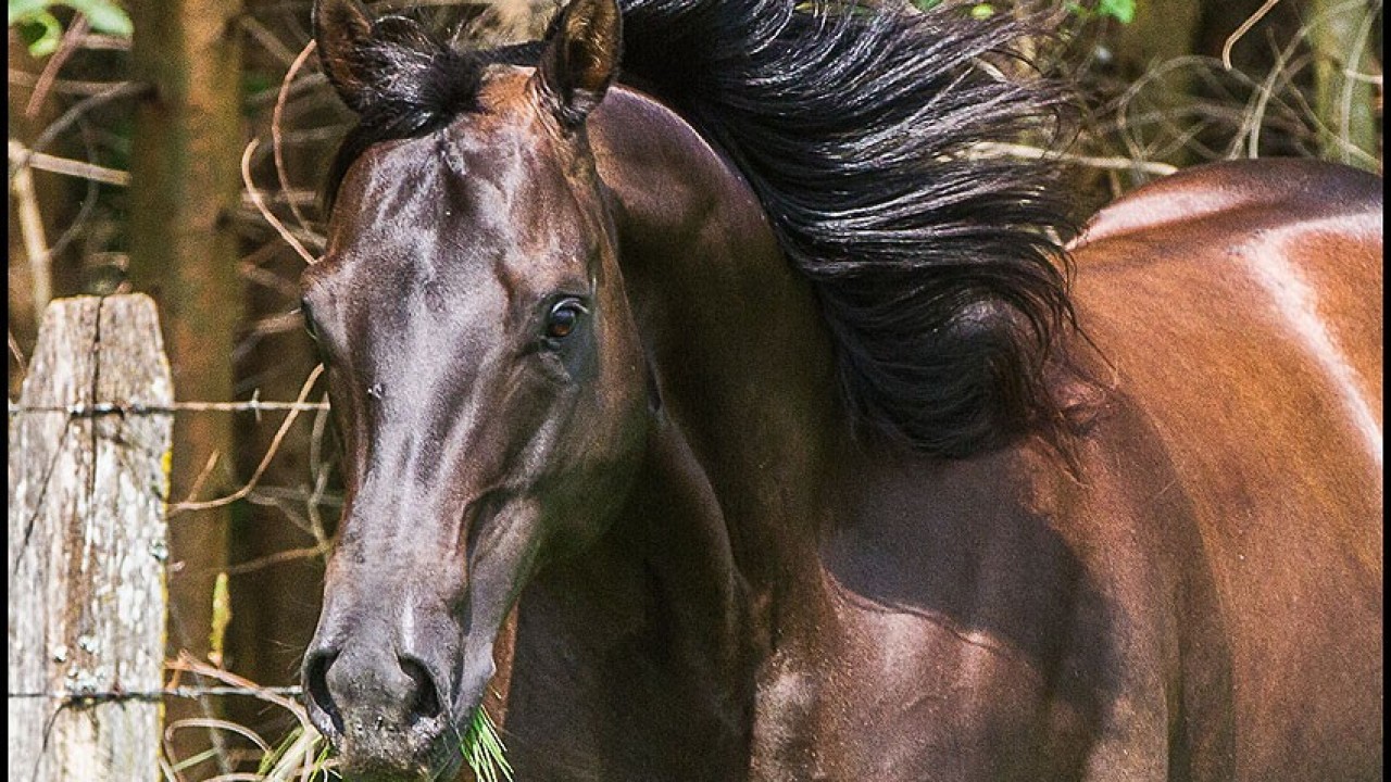 Foto: Odontologia equina